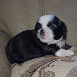 LILITH - Black and white female Shih Tzu puppy in Los Banos And Bay Area, California from Shantii's Shih Tzu's