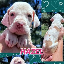 HAZEL - Chocolate and white female Great Dane puppy in Wellsville, New York from Prophecy Danes