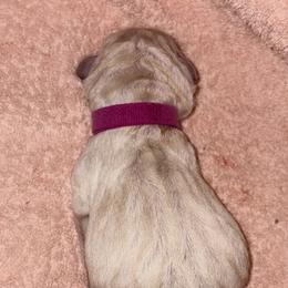 Hot Pink Collar - Yellow female Labrador Retriever puppy in Archer Lodge, North Carolina from Archer Lodge Labradors