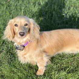 Duchess - Dachshund