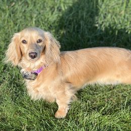 Duchess - Dachshund