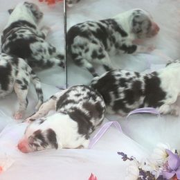 Australian Shepherd Puppies from T4 Australian Shepherds