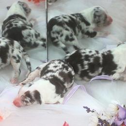 Australian Shepherd Puppies from T4 Australian Shepherds