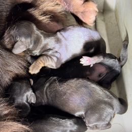Dachshund puppies from Dachshund's of Country Magic Farms in Missouri
