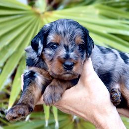 Bernedoodle Puppies from Palm Canyon Bernedoodles
