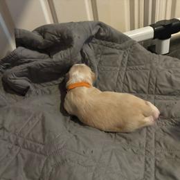 Orange Collar - Cream male Lhasa Apso puppy in Port Royal, Virginia from Hearth and Hound Family Farms