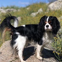 Oliver - Cavalier King Charles Spaniel