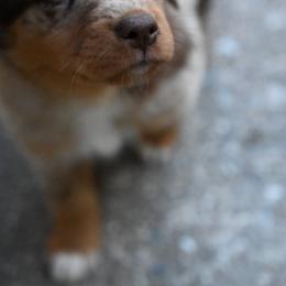 Muffin - Red merle female Australian Shepherd puppy in Darrington, Washington from Cart River Aussies