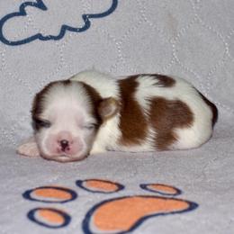 Ron - Red and white male Shih Tzu puppy in Stroud, Oklahoma from Laik’s Little Shihtz & Poms