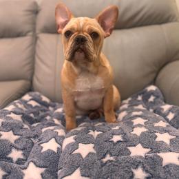 Cream boy - Cream male French Bulldog puppy in Nevis, Minnesota from Faithful Acres French Bulldogs