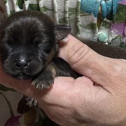 Male 1 - Red sable male Havanese puppy in Congerville, Illinois from Happy Go Lucky Havanese