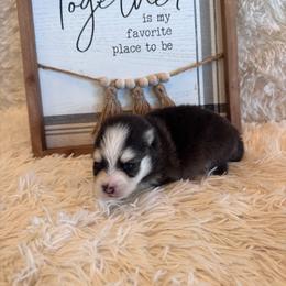 Porchia - Black and white female Pomsky puppy in Bucyrus, Missouri from Hill Top Pomskies