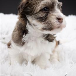 Anna - Chocolate sable female Havanese puppy in Hendersonville, North Carolina from Grayfinn House