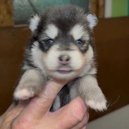 Joey - Black and white male Pomsky puppy in Spring Hill, Florida from PDQ Pomskies