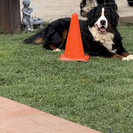 Dude - Bernese Mountain Dog