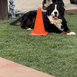 Dude - Bernese Mountain Dog