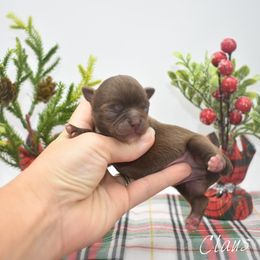 Claus - Chocolate male Chihuahua puppy in Bulls Gap, Tennessee from Smokey Mountain Chihuahuas