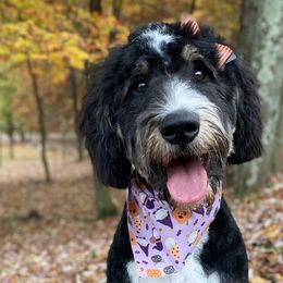 Bernedoodles and Goldendoodles from Happy Valley Doodles