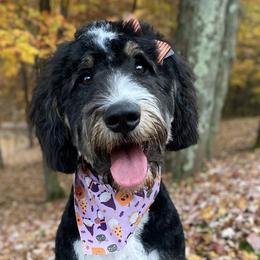 Bernedoodles and Goldendoodles from Happy Valley Doodles