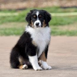 Socks - Black tri male Toy Australian Shepherd puppy in Wichita Falls, Texas from Shooting Stars Ranch Toy and Mini Aussies