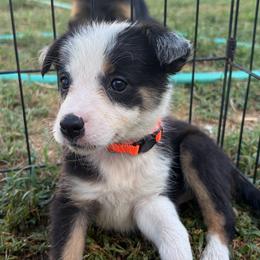 Annie - Tri-color female Border Collie puppy in Shawnee, Oklahoma from Cross K Working Collies - Pure Bred Border Collies