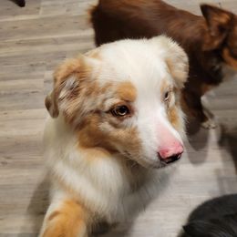 Juneau - Miniature Australian Shepherd
