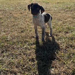 German Shorthaired Pointer Puppies from Nakeyta Morgan