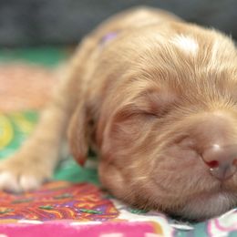 Assorted Doodle Crosses and Goldendoodle Puppies from Meekie Doodle Farm