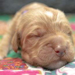 Assorted Doodle Crosses and Goldendoodle Puppies from Meekie Doodle Farm
