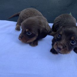 Dachshund Puppies from L & A Dachshunds