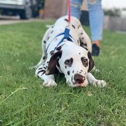 Dalmatian Puppies from Sublime Dalmatians