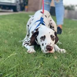 Dalmatian Puppies from Sublime Dalmatians