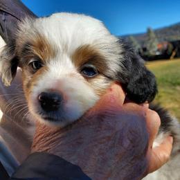 Diamond Doll - Blue merle female Miniature Australian Shepherd puppy in Mc Arthur, California from Kingscastle Ranch