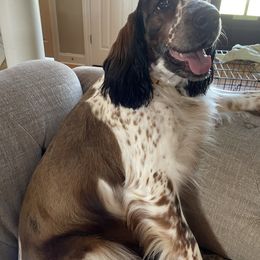 English Springer Spaniel All Grown Up from Sugar Creek Springer Spaniels