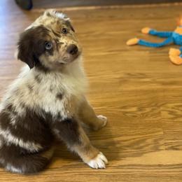 Australian Shepherd Puppies from Malin Family Aussies
