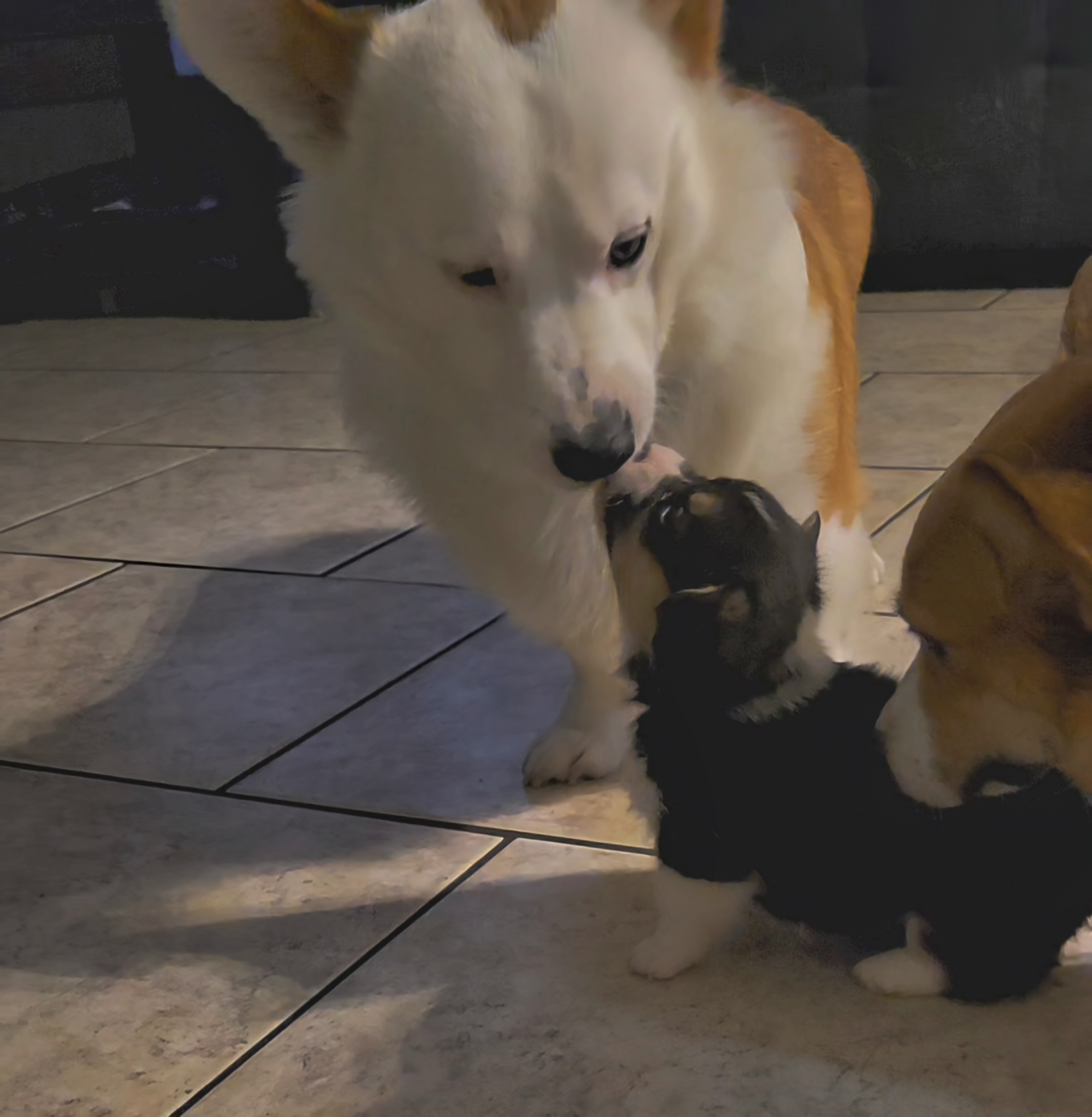 Pembroke Welsh Corgi Puppies from Space City Corgis
