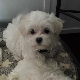 Texas - White and tan male Maltese puppy in Grottoes, Virginia from Wendy’s Maltese & Cavamalts of Virginia