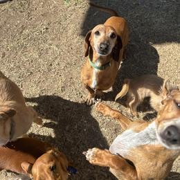 Nevel - Red male Dachshund puppy in El Paso, Texas from Stella's Lone Star Kennels