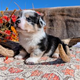 Juliette - Brindle merle and white female American Corgi puppy in Shawnee, Oklahoma from Sunray Ranch