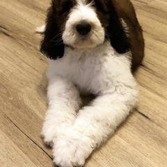 Saint Berdoodle Puppies from Mason Creek Saint Berdoodles, LLC