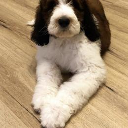 Saint Berdoodle Puppies from Mason Creek Saint Berdoodles, LLC