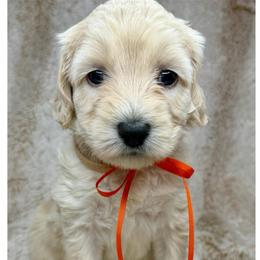 Halo - Cream female Australian Labradoodle puppy in Upland, California from Kings Labradoodles