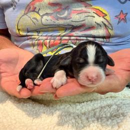 Thor - Tri-color male Bernedoodle puppy in Ferguson, North Carolina from Elevated Standards NC