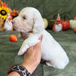 Wyatt - Dapple male Dachshund puppy in Lincoln, Arkansas from Red Dirt Dachshunds