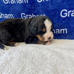 Girl 4 - female Bernese Mountain Dog puppy in Comer, Georgia from Water Oak Farm