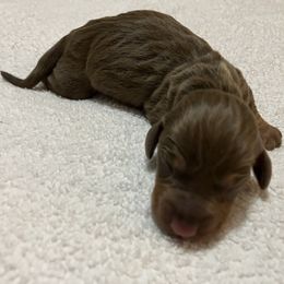 Cocoa - Chocolate and tan female Dachshund puppy in Mocksville, North Carolina from The Dachs of Hazzard Dachshunds