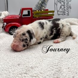 Journey - Harlequin female Great Dane puppy in Prairieville, Louisiana from Southern Barron Danes & Dachshunds