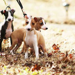 Italian Greyhound Puppies from Macabre Italian Greyhounds