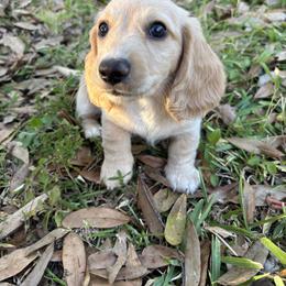 Dachshund Puppies from Twisted T Wienery