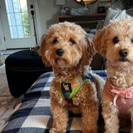 Havapoos from River View Puppies